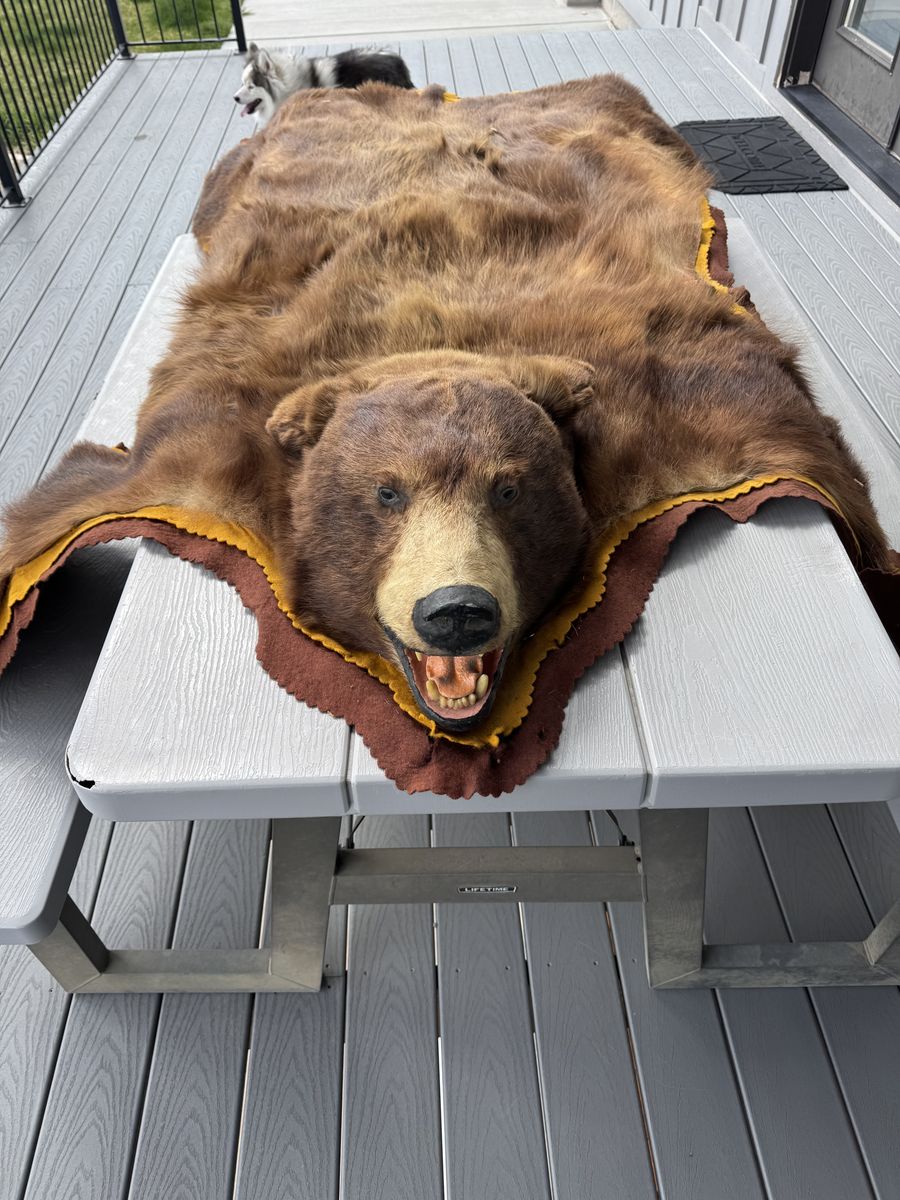 Old bear skin rug