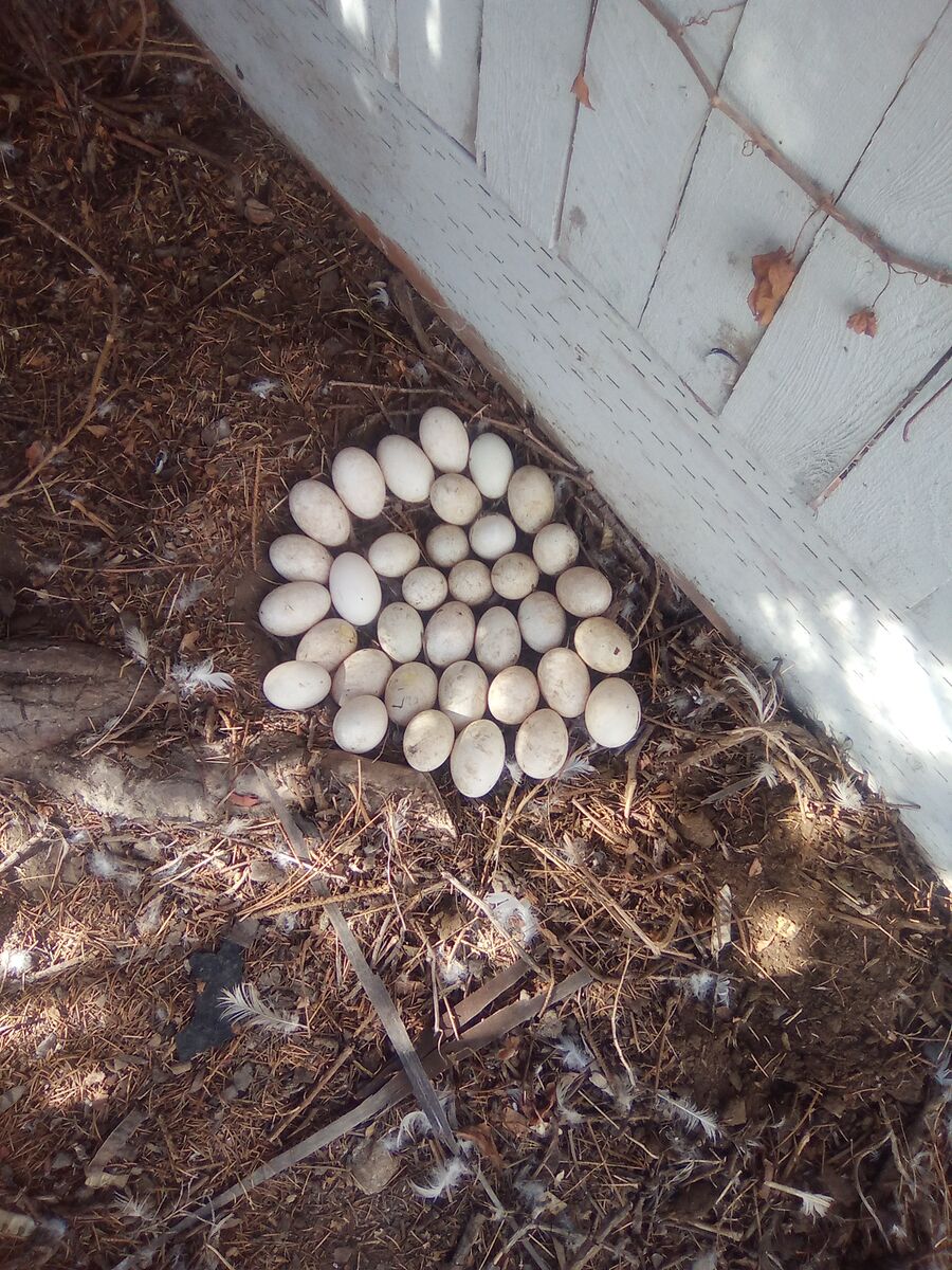 fertile duck eggs