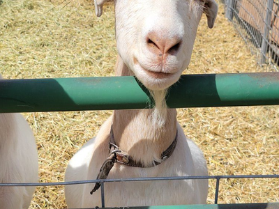 Milking Doe