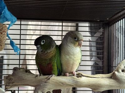 Green Cheek Conures