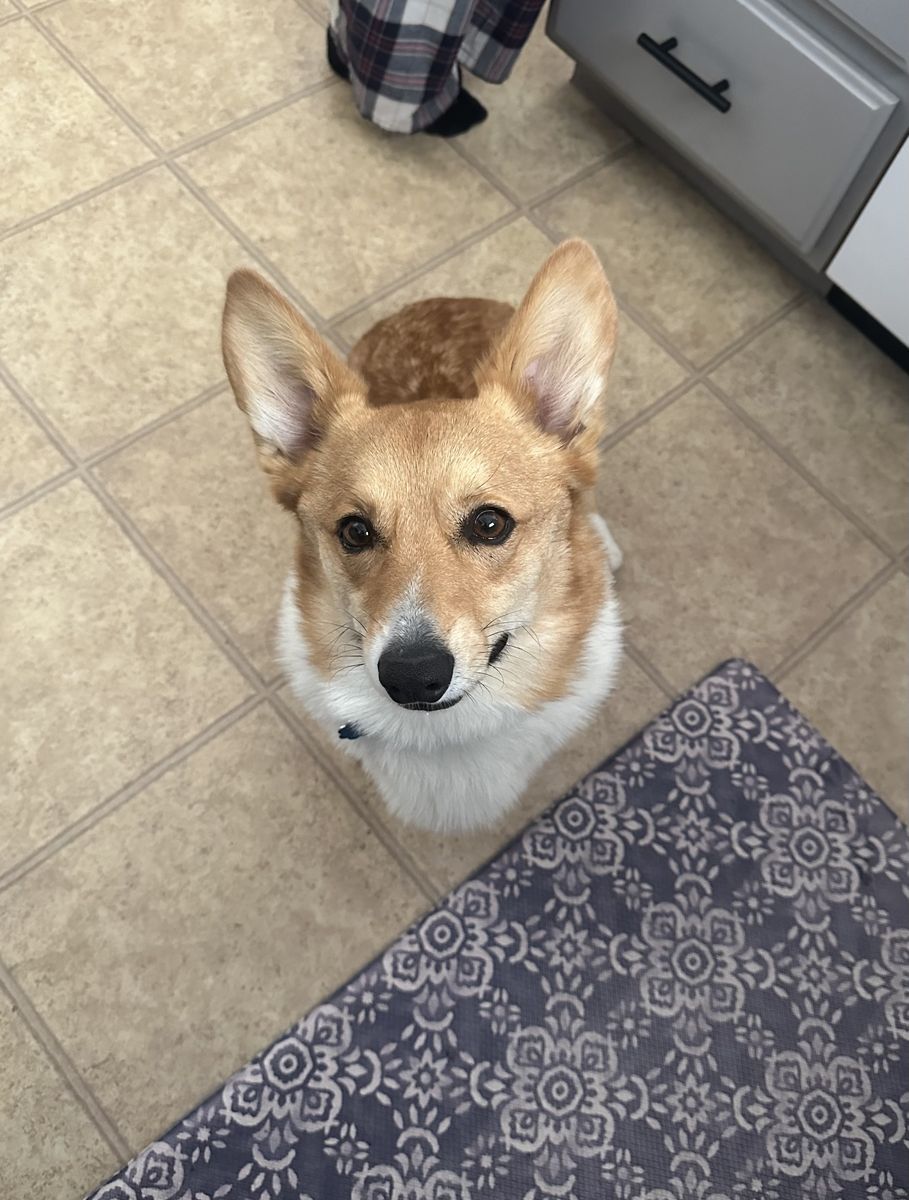 The sweetest Corgi! Archie!!!