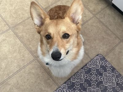 The sweetest Corgi! Archie!!!