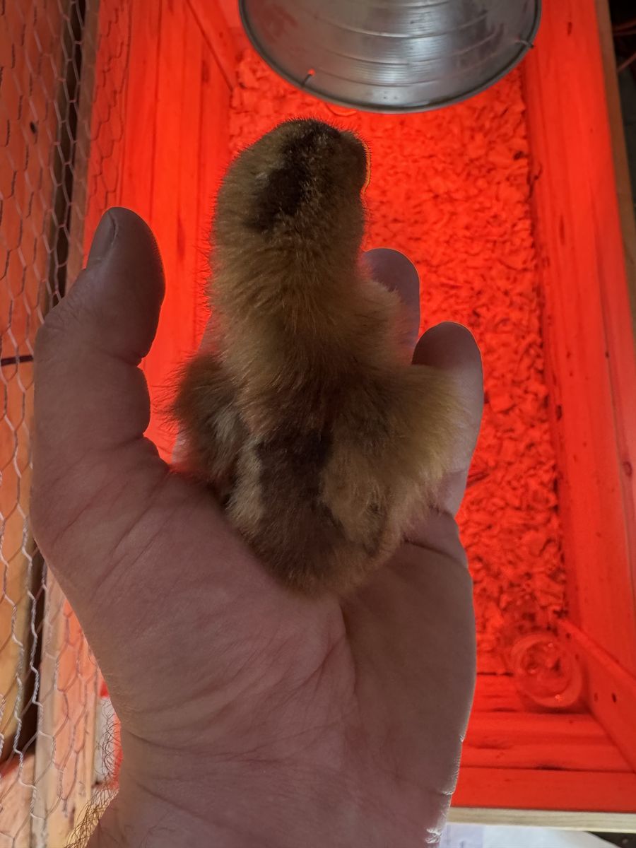 Jubilee Orpington/Speckled Sussex