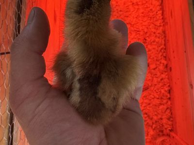 Jubilee Orpington/Speckled Sussex