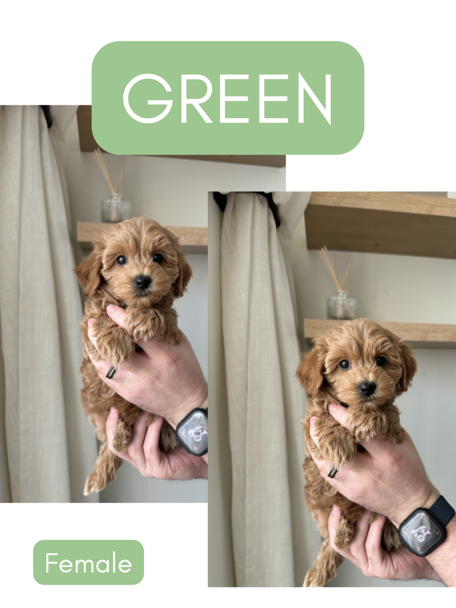 Micro Mini Goldendoodles • 2.2-3lbs, trained & vaccinated. Ready to go home today!