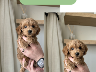 Micro Mini Goldendoodles • 2.2-3lbs, trained & vaccinated. Ready to go home today!