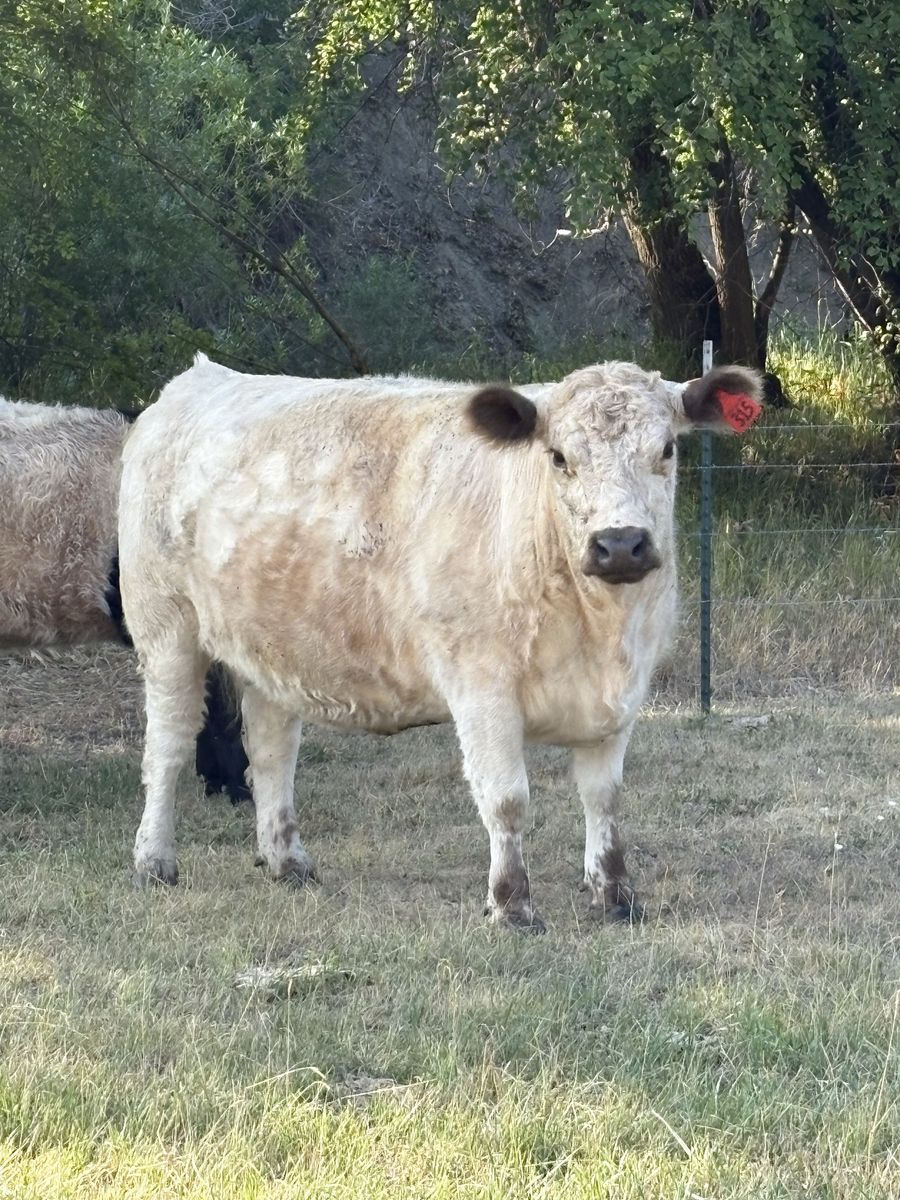 Registered White Galloway Cow for sale