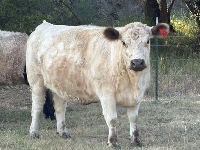 Registered White Galloway Cow for sale