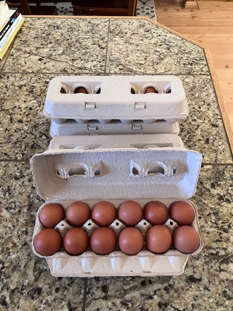 Fresh eggs