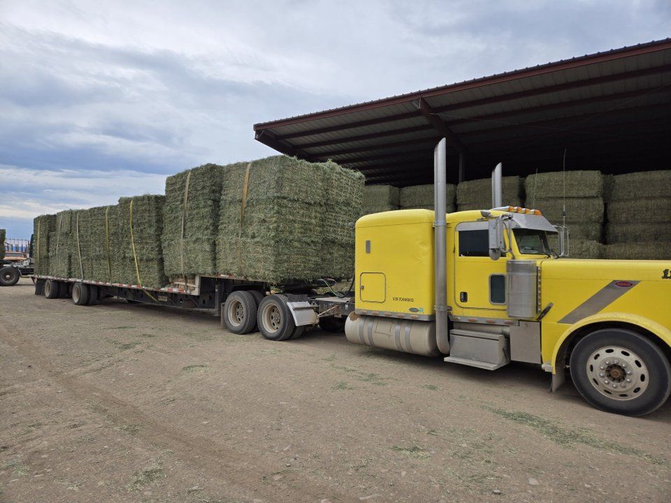 Alfalfa Hay for sale ,400 Tons-2025 Irrigated