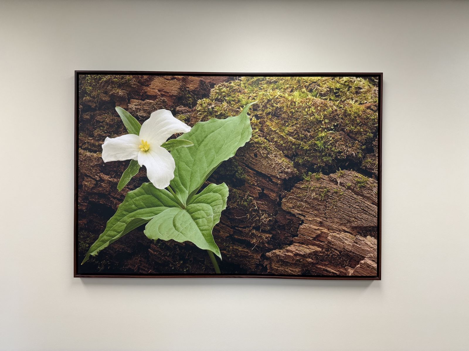 Framed Artwork