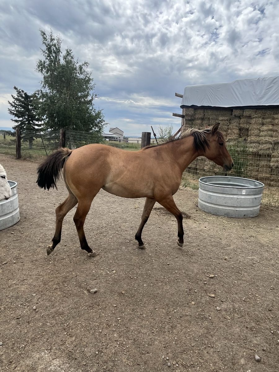 Yearling Filly