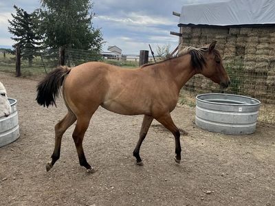 Yearling Filly