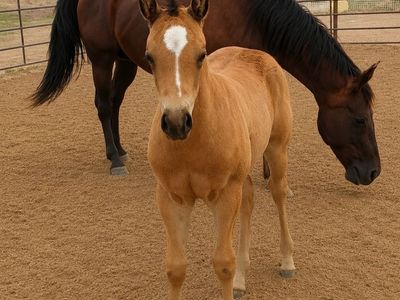 2026 buckskin colt