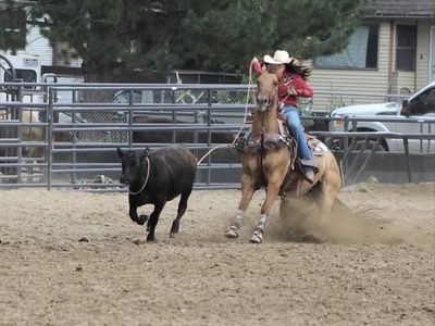 Breakaway and team roping horse
