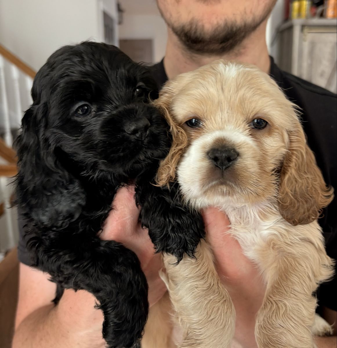 Cocker Spaniel Puppies