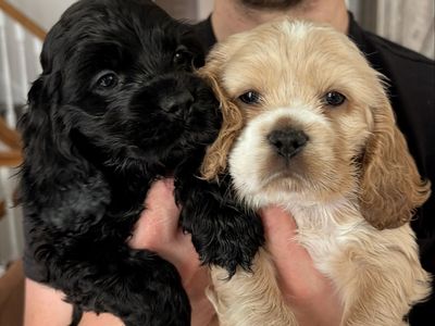 Cocker Spaniel Puppies