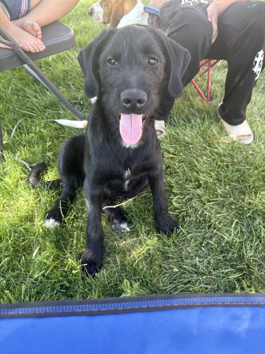 Black Wirehaired Dog / Puppy