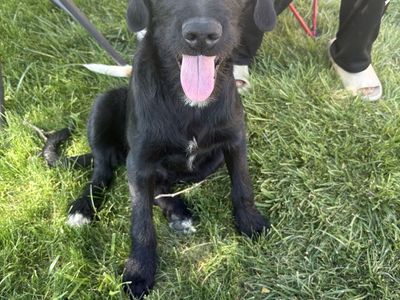 Black Wirehaired Dog / Puppy
