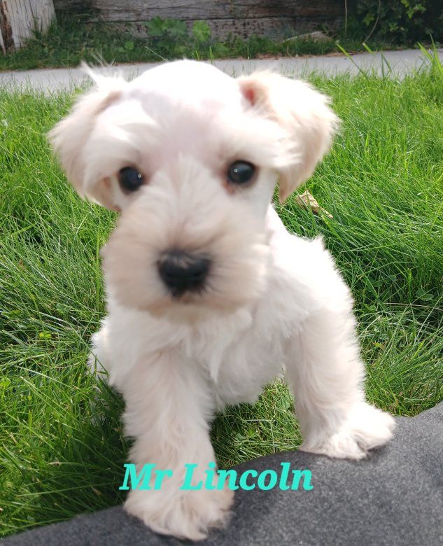 Miniature Schnauzer Lincoln
