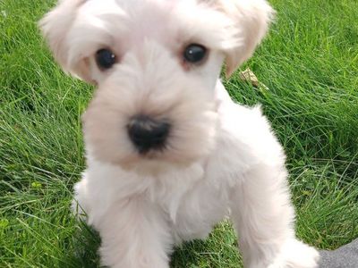 Miniature Schnauzer Lincoln