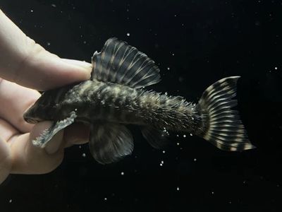 L494 Pleco Breeding Group