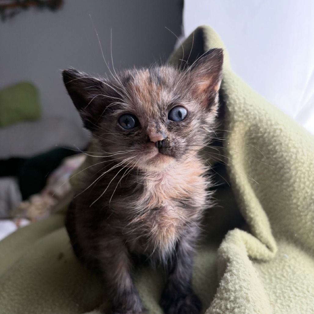 Hello my name is Ranch