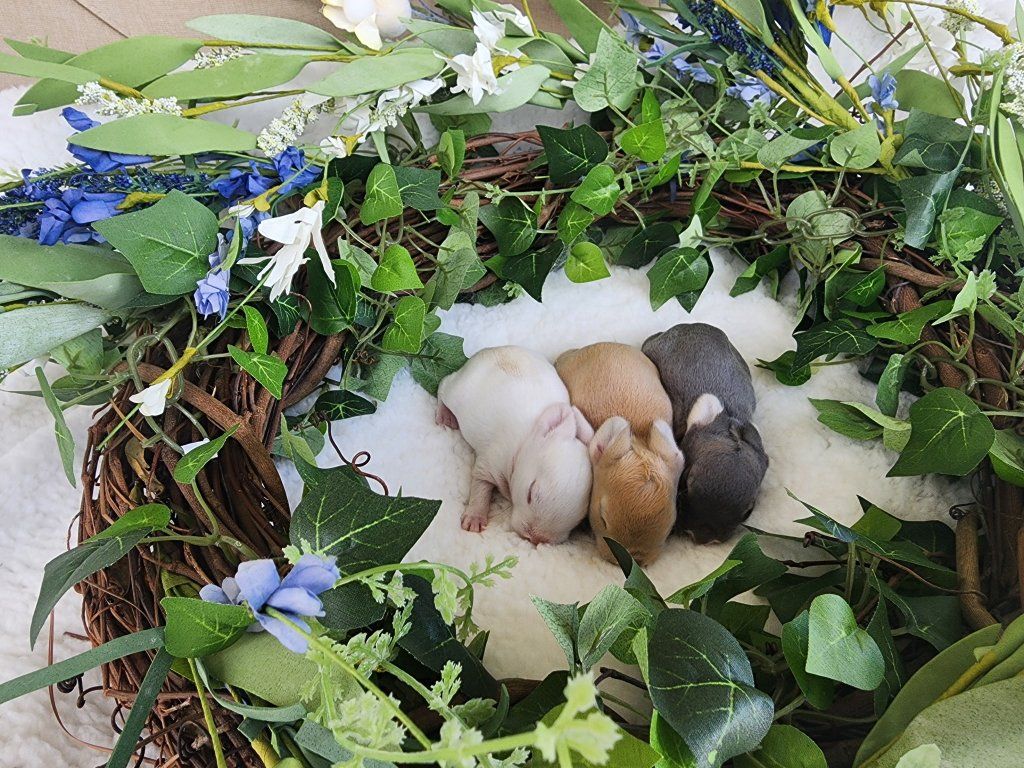 Standard Rex 1 white, 1 Opal, 1 Fawn(possibly Lynx)