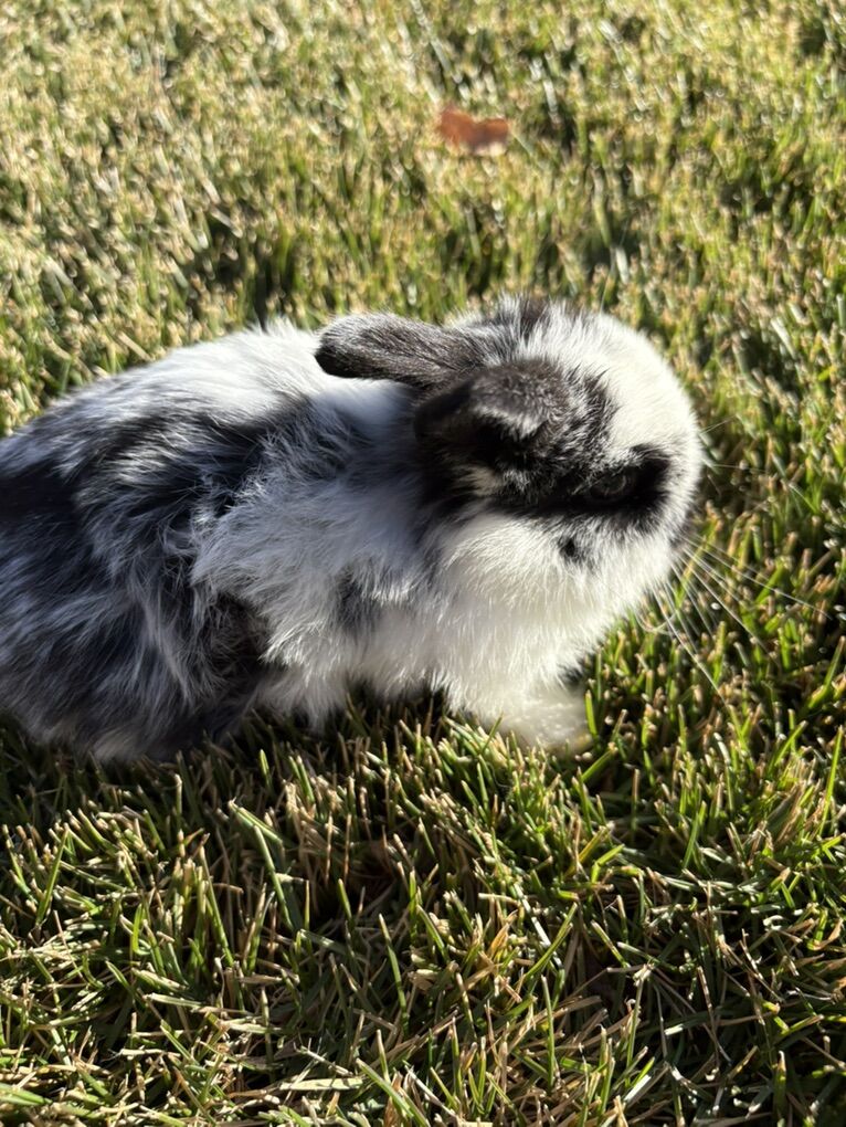 1 LEFT Pure Holland Lop Bunny