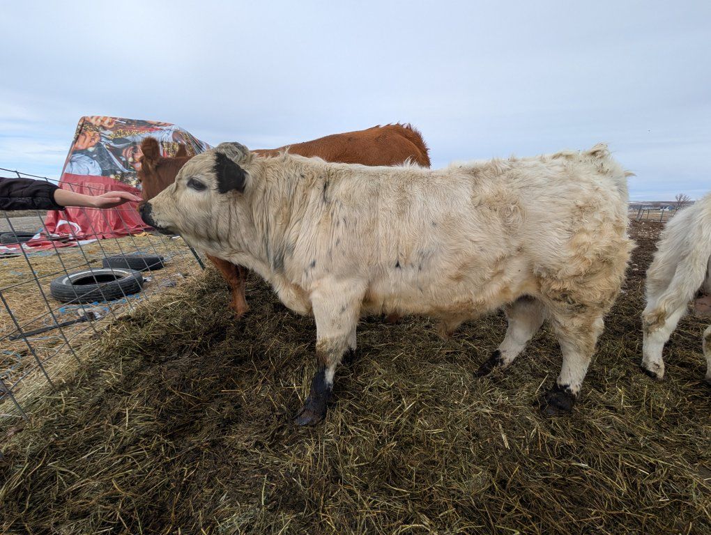 Gorgeous White Dexter Bull Calf!