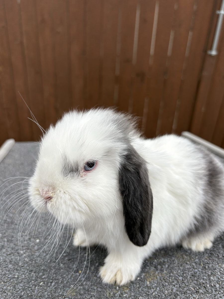 Holland Loop, Bunny