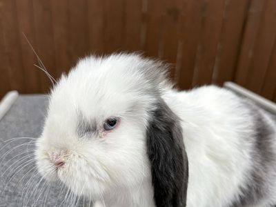 Holland Loop, Bunny