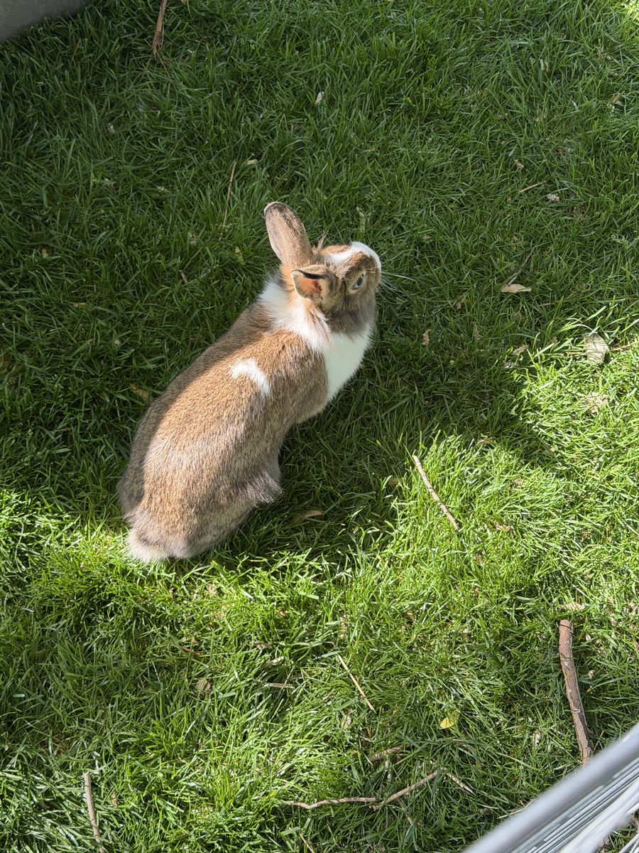 Free bunny