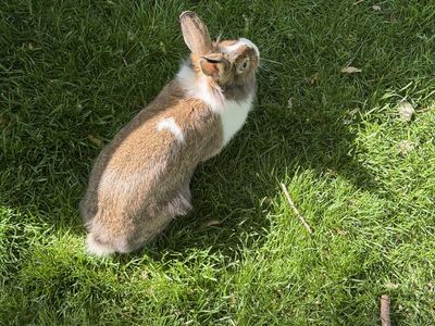 Free bunny