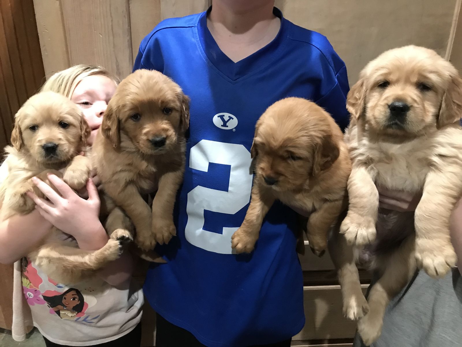 AKC Golden Retriever Puppies