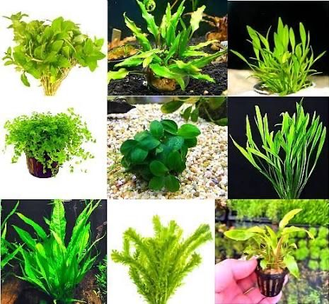 ISO aquarium plants! Manti UT