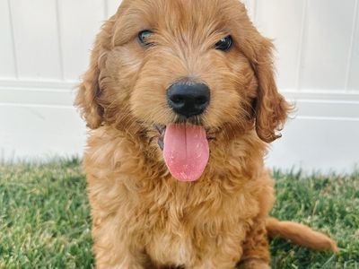 Medium Goldendoodle Puppies - 2 Girls Left