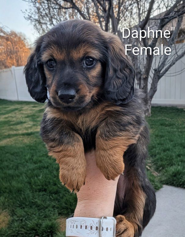 Miniature Long-haired Dachshund Puppies