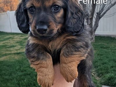 Miniature Long-haired Dachshund Puppies