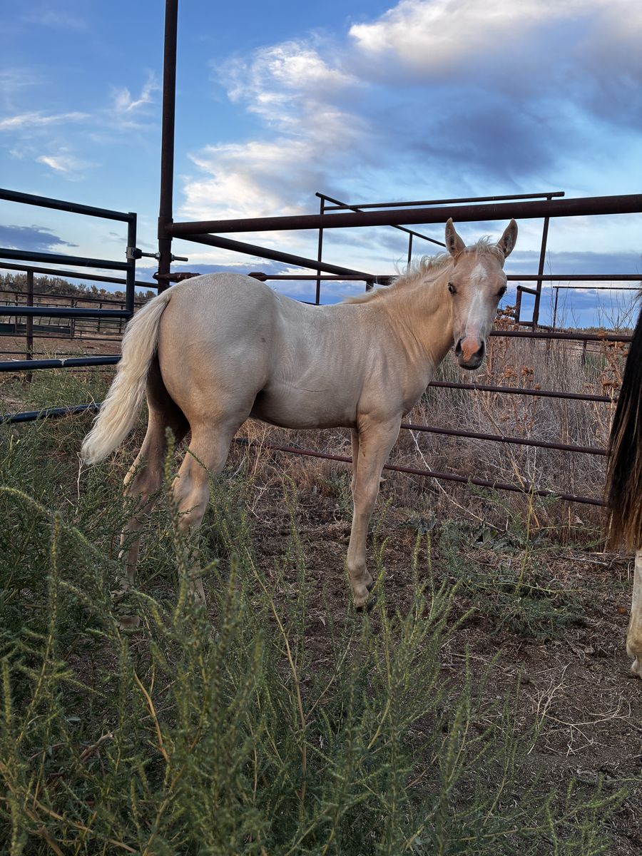 Cool pony cross horse colt!