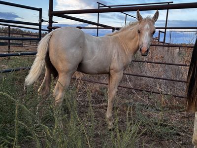 Cool pony cross horse colt!