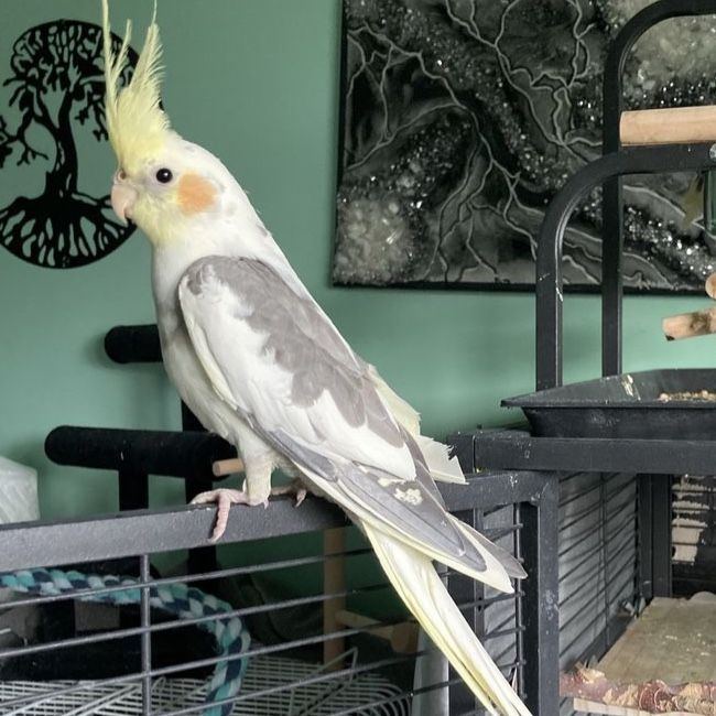 Handfed Baby cockatiels with RARE genetics and beautiful mutations