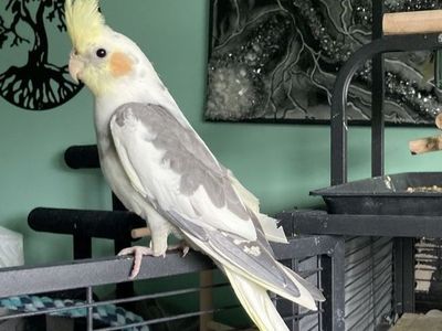 Handfed Baby cockatiels with RARE genetics and beautiful mutations