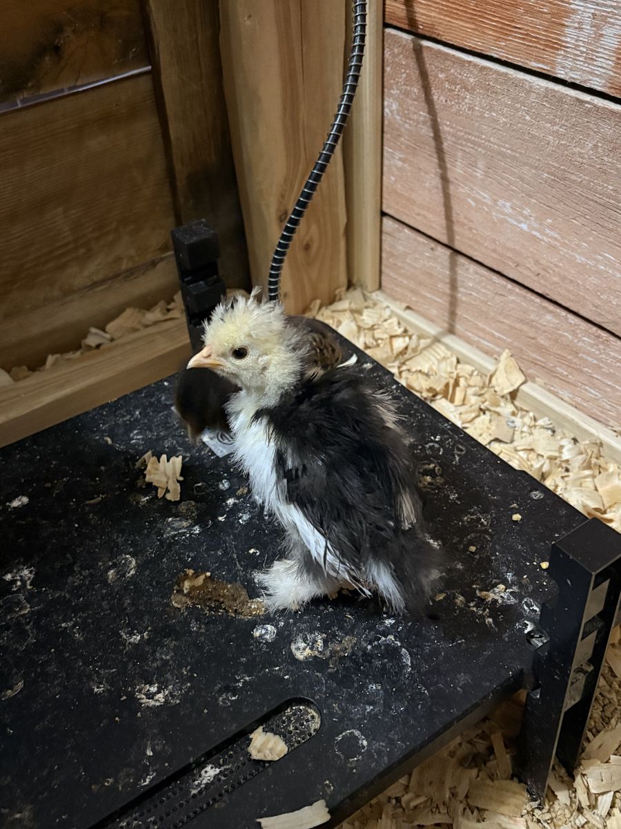 Chickens