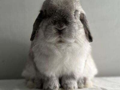 Holland Lop Buck