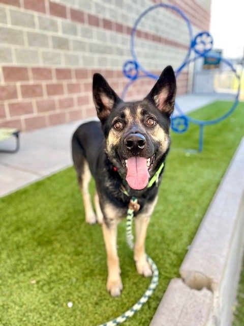 A162194 Scout is Available for Adoption!
