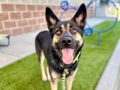 A162194 Scout is Available for Adoption!