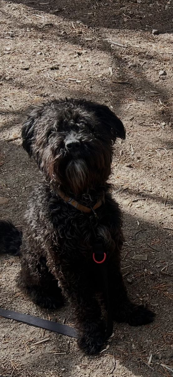 Free to a Good Home: Male Colliedoodle - Dog-Friendly, Good with Older Kids