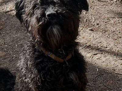 Free to a Good Home: Male Colliedoodle - Dog-Friendly, Good with Older Kids