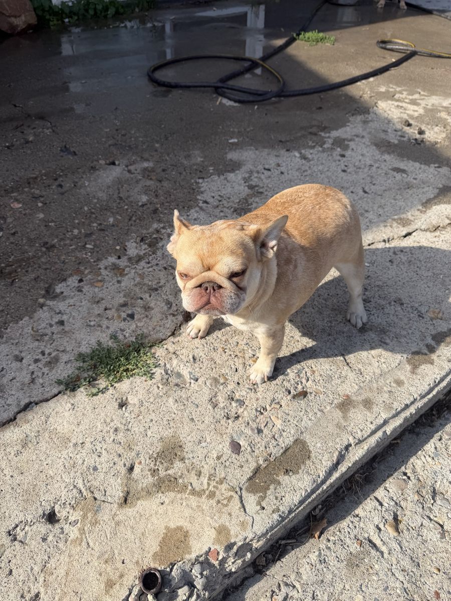 Merle French Bulldog female 